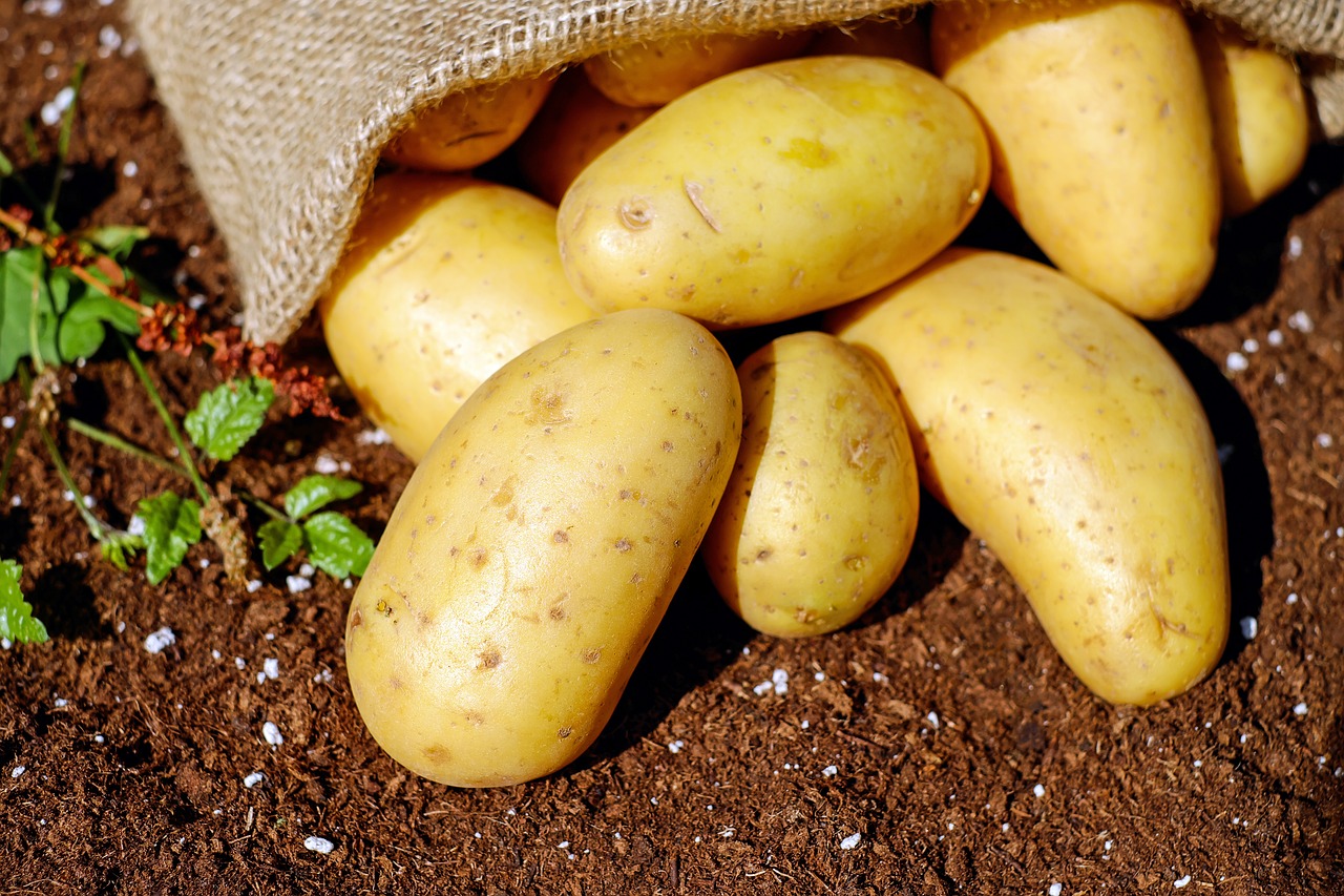 Patates - Pommes de terre